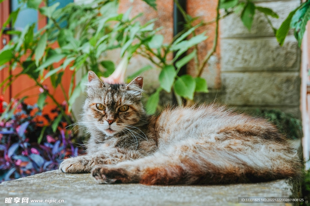 猫