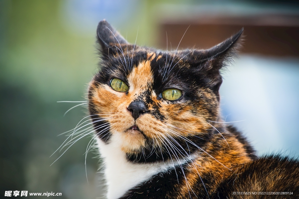 猫