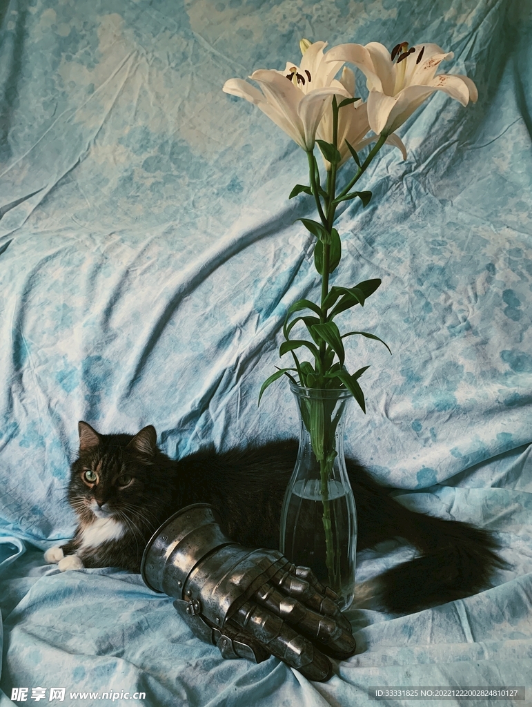猫