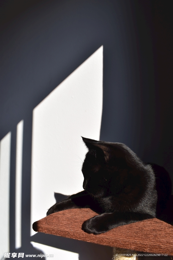 猫