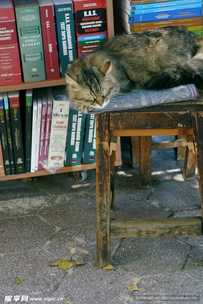 猫