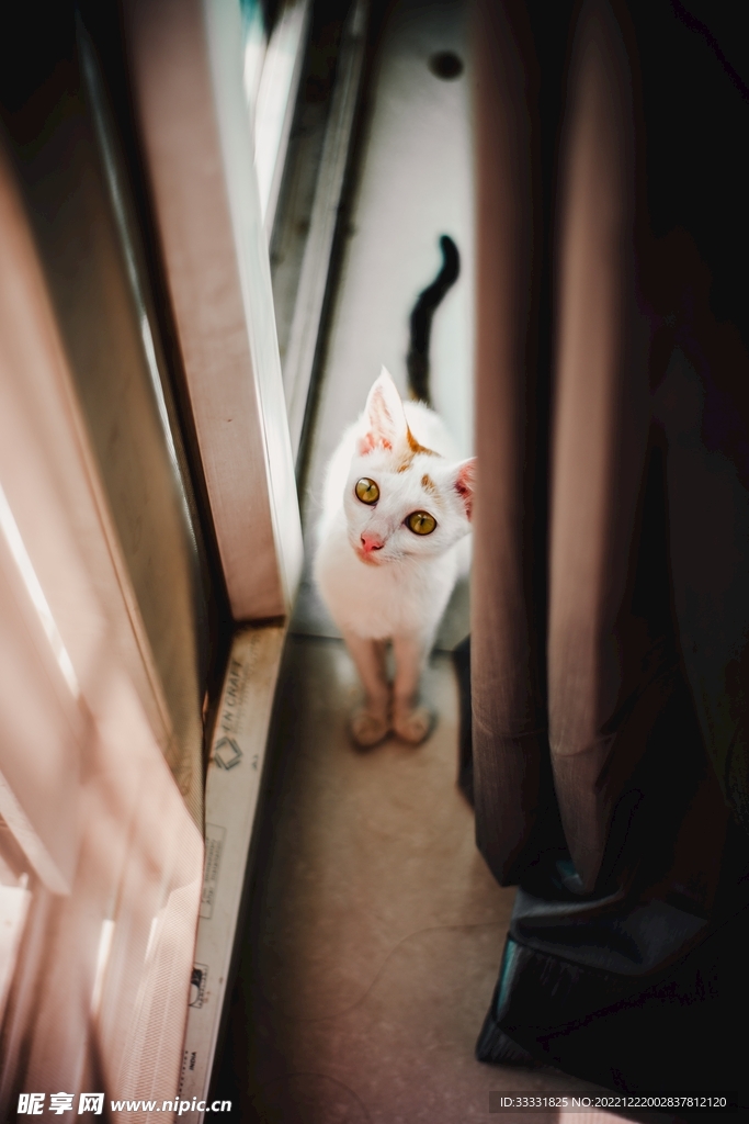猫