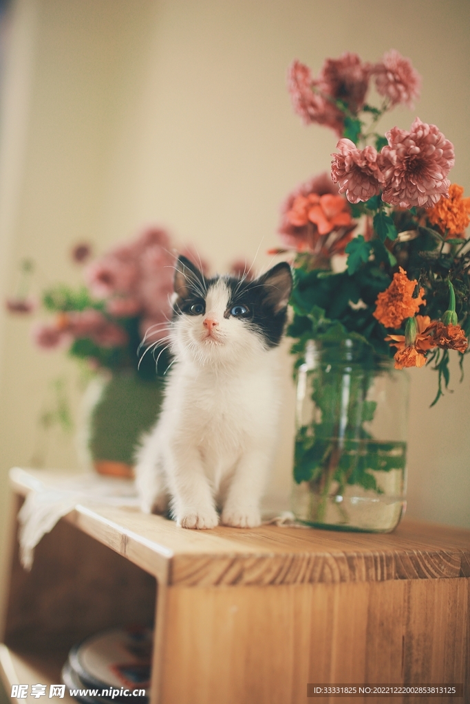 猫