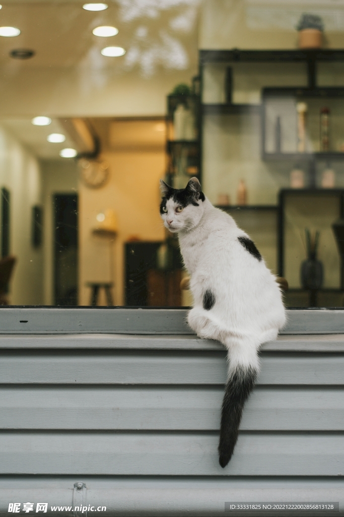 猫