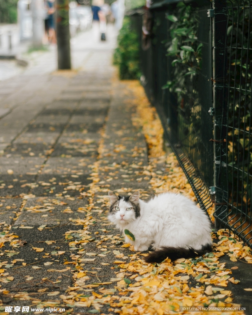 猫