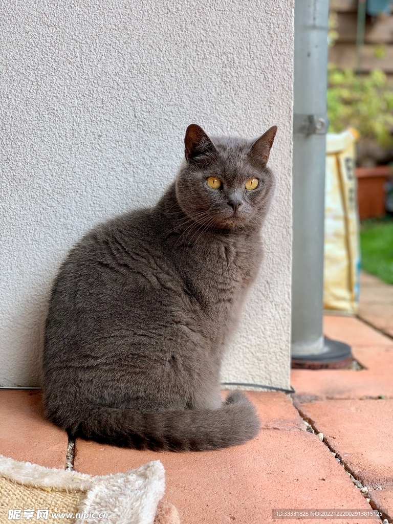 猫