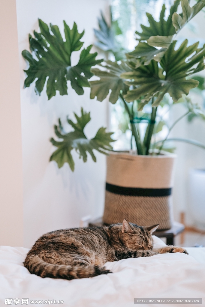 猫