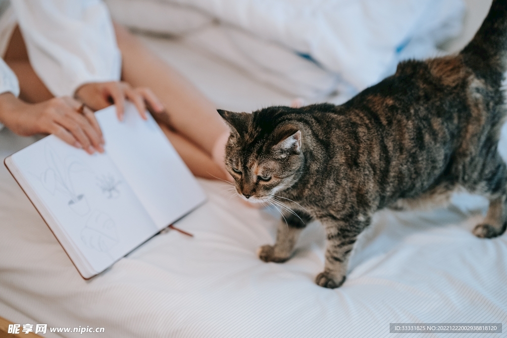猫