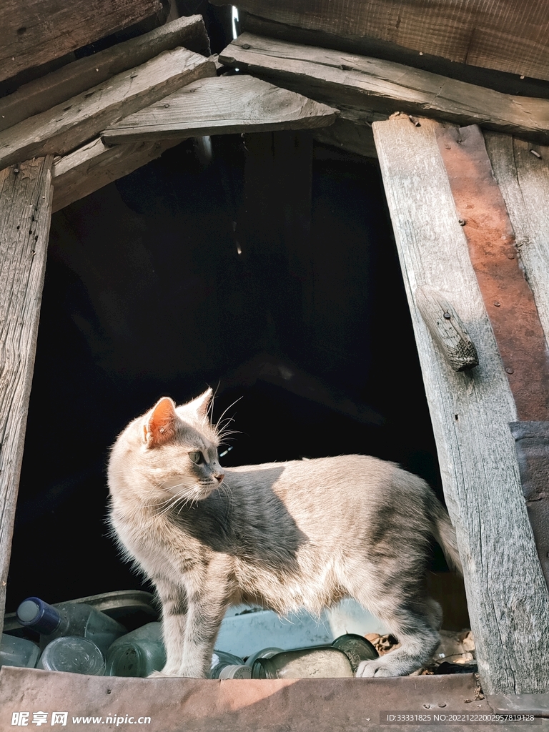 猫