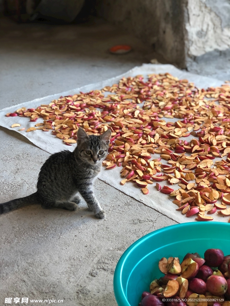 猫