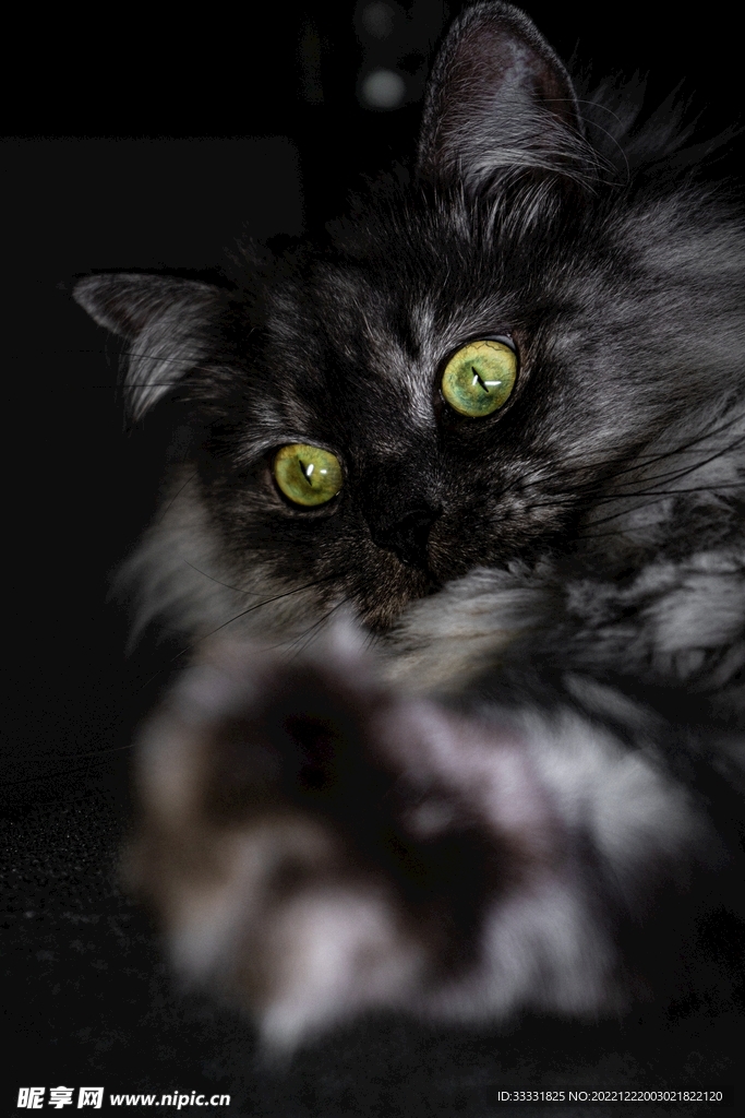 猫