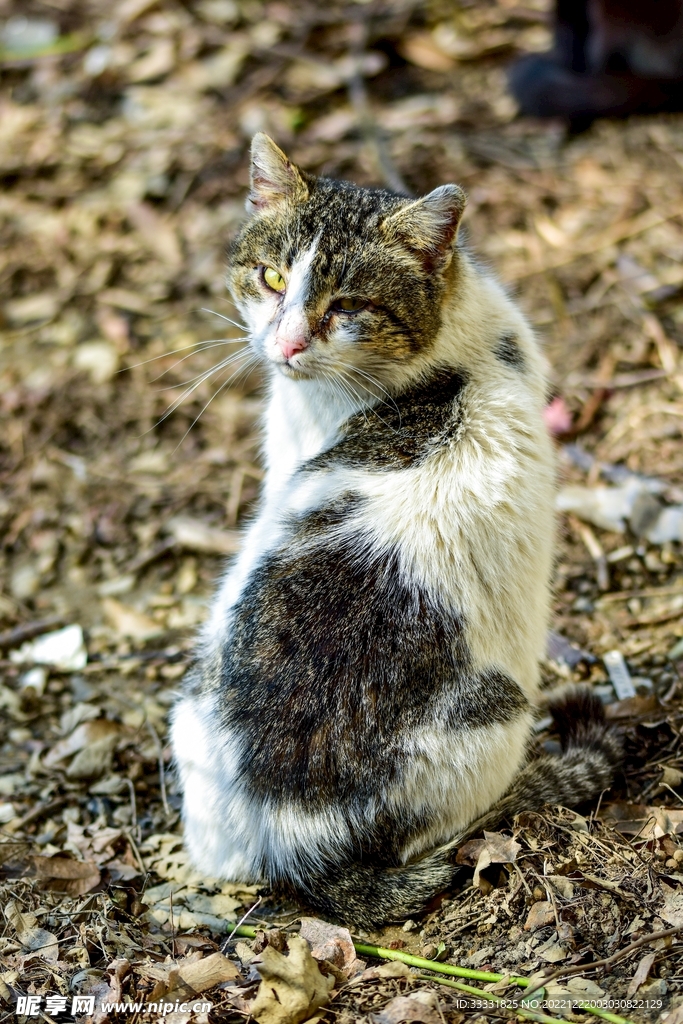 猫