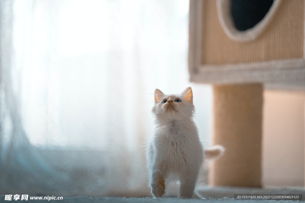 猫
