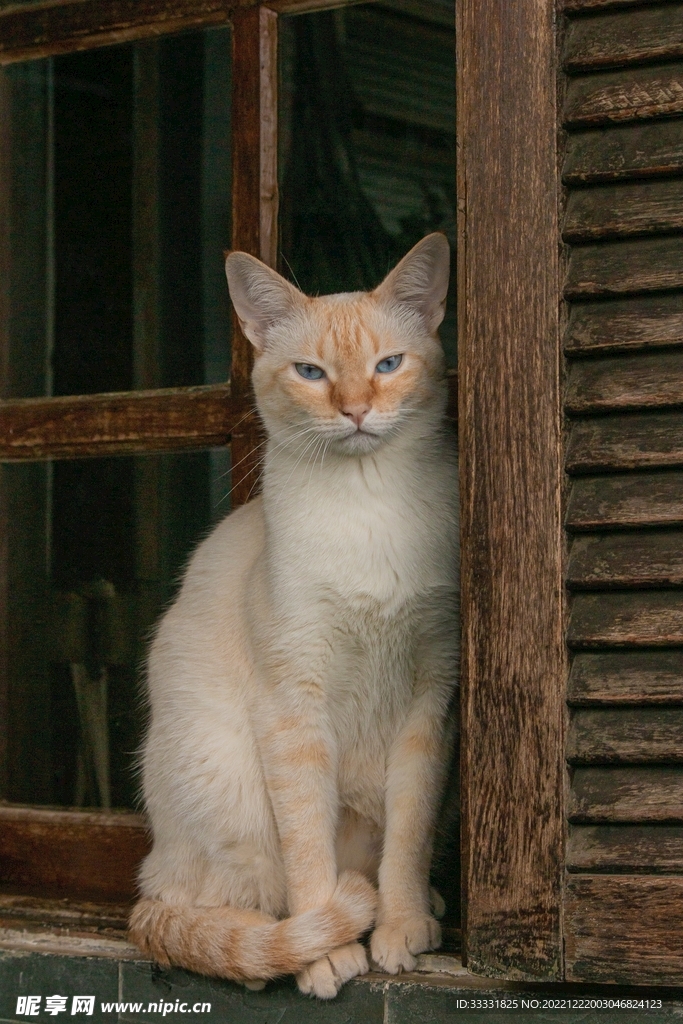 猫