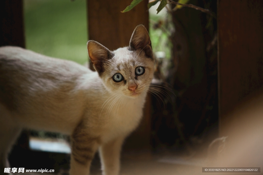 猫