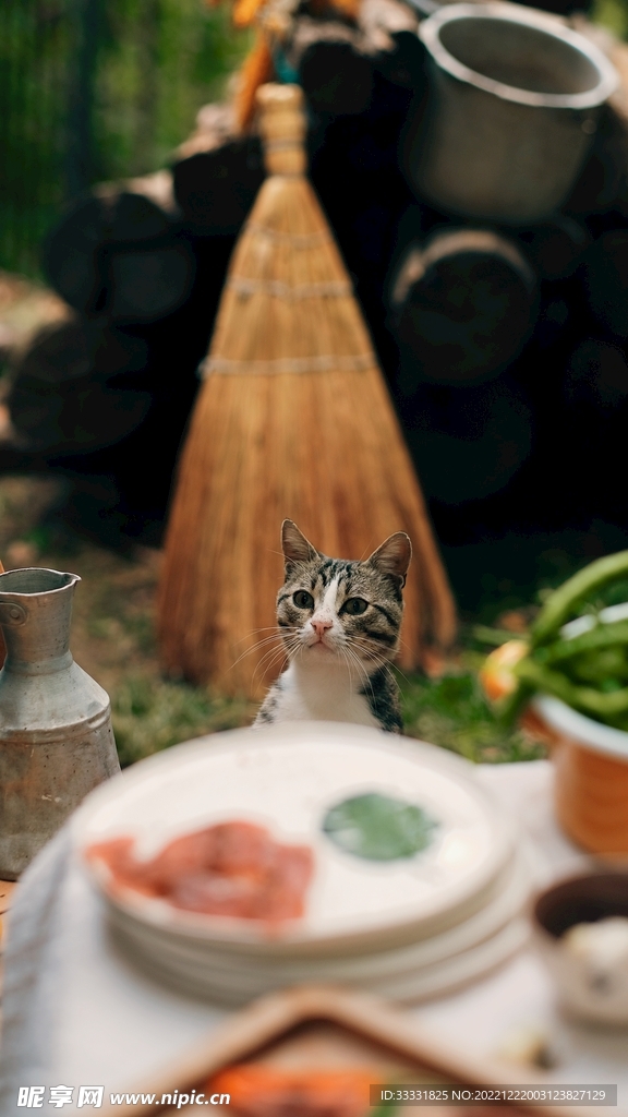 猫
