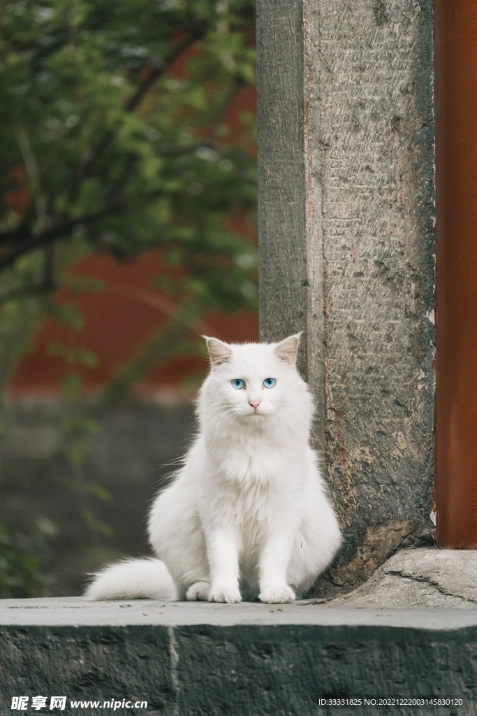 猫