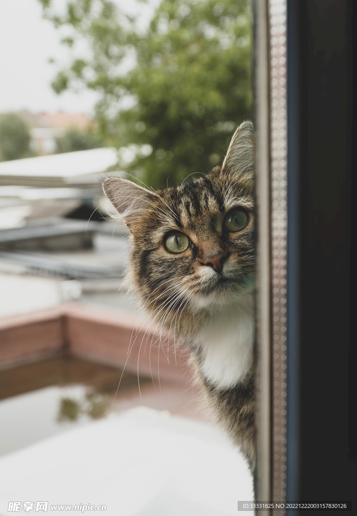 猫