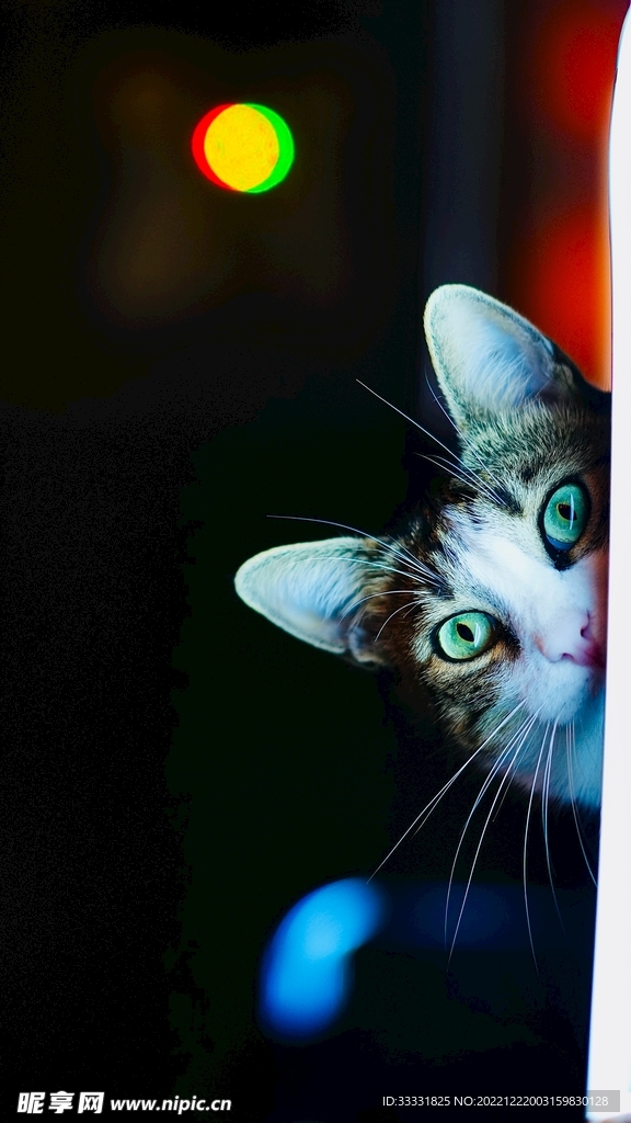 猫