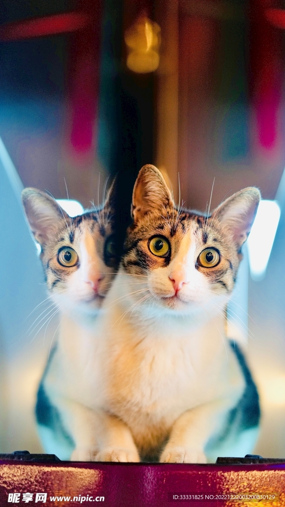 猫
