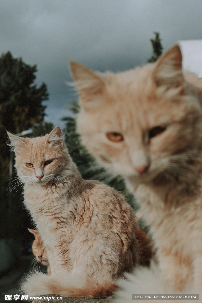 猫