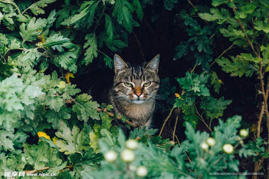 猫