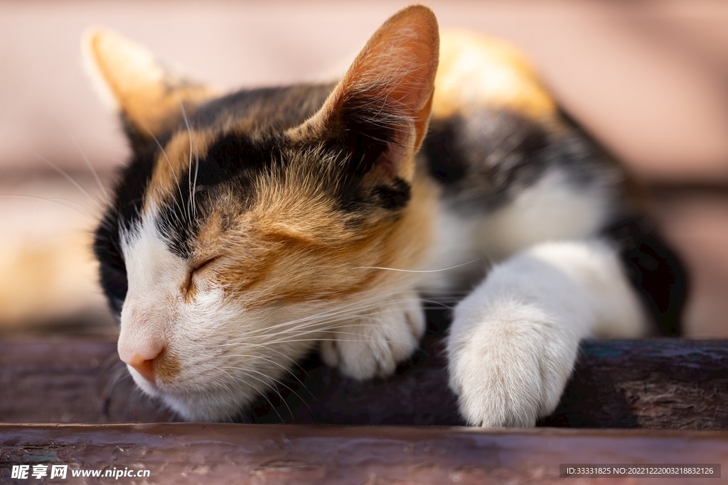 猫