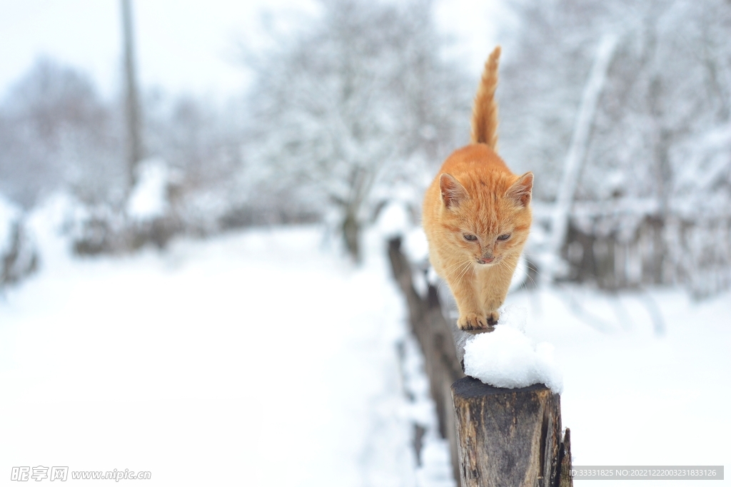 猫