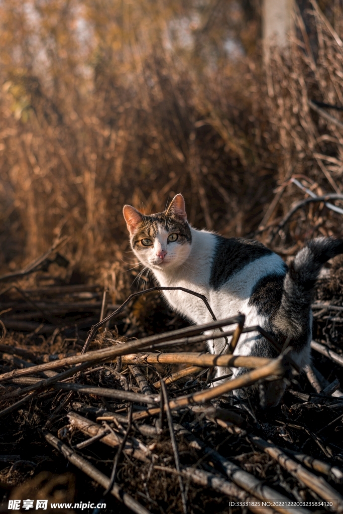 猫