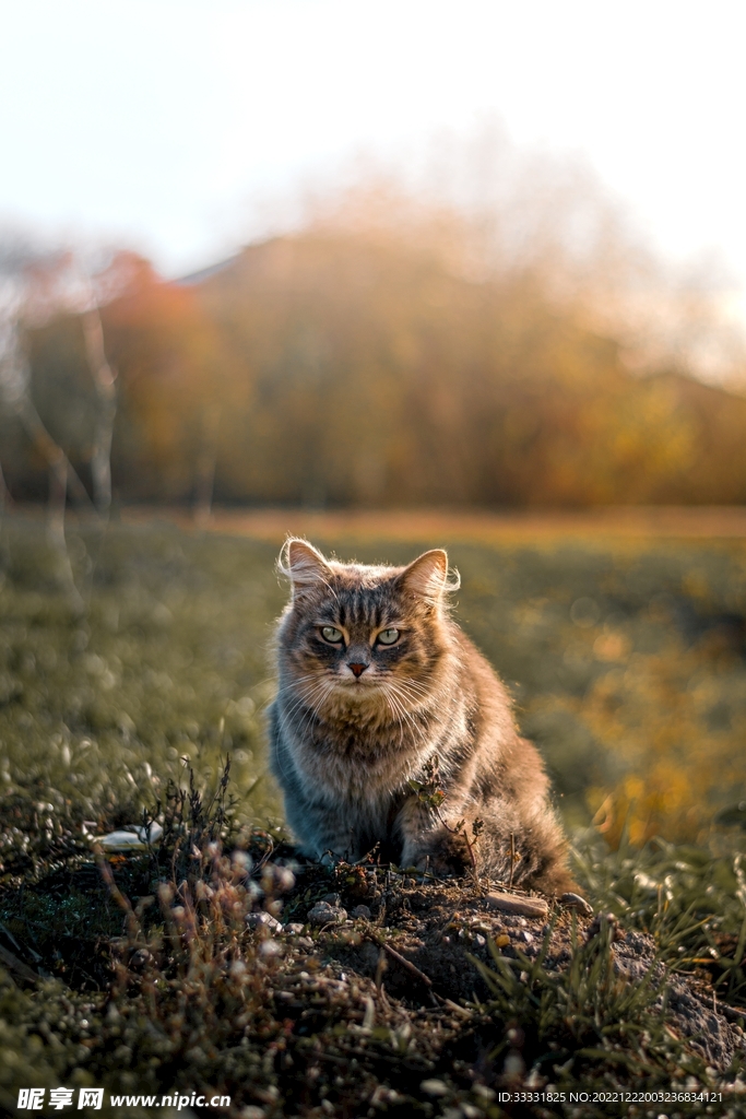 猫