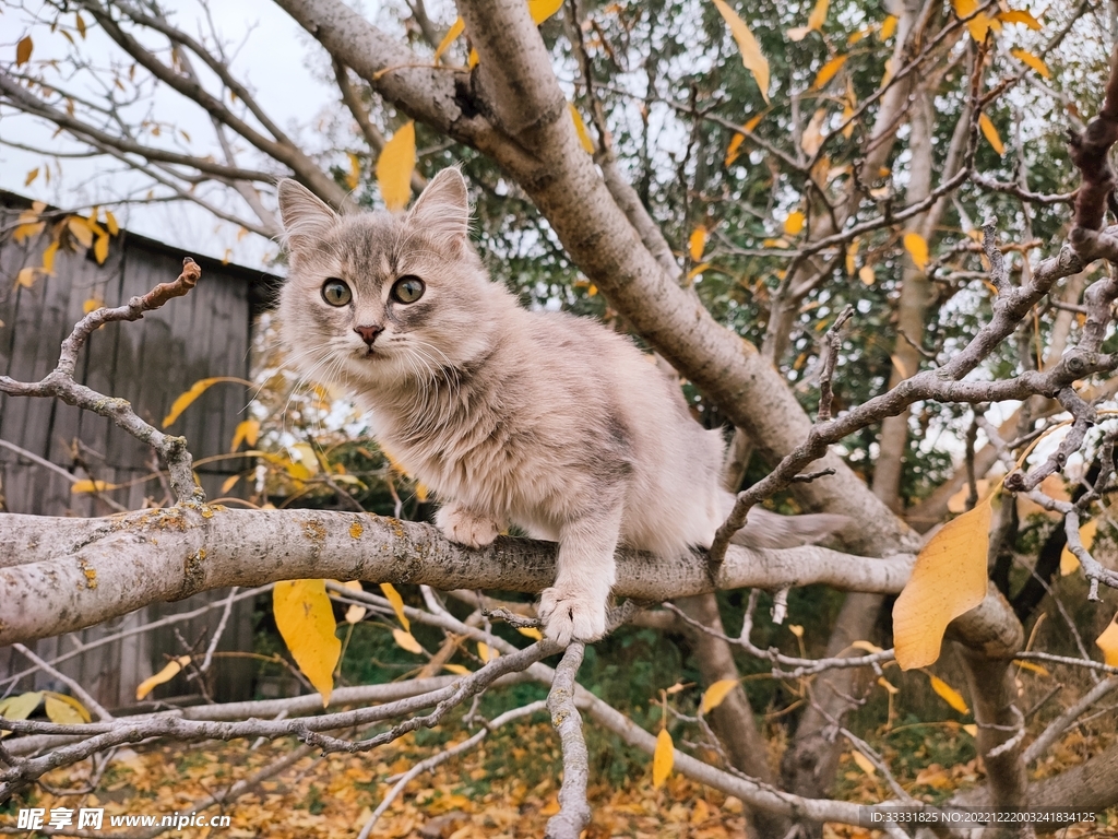 猫