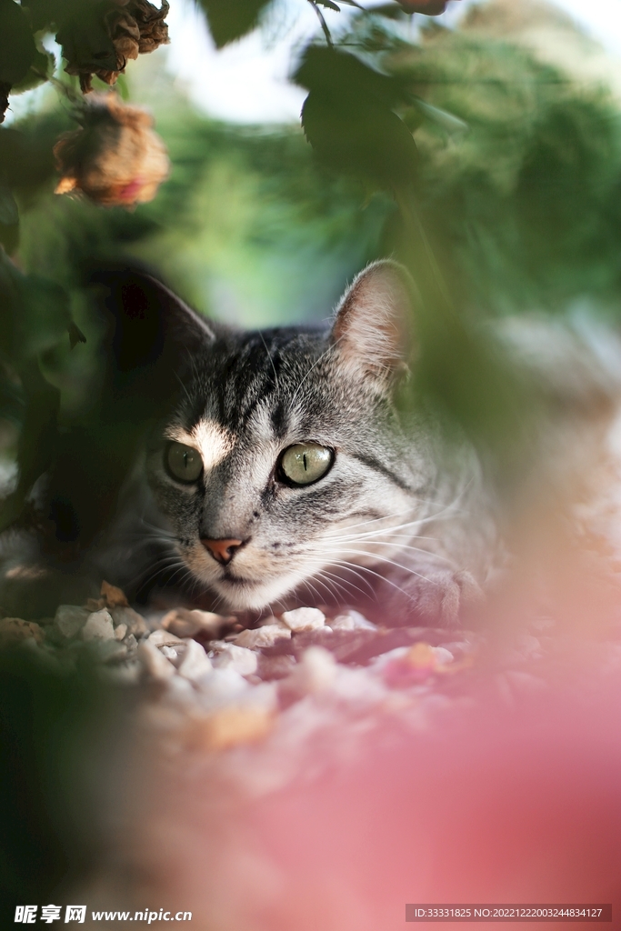 猫
