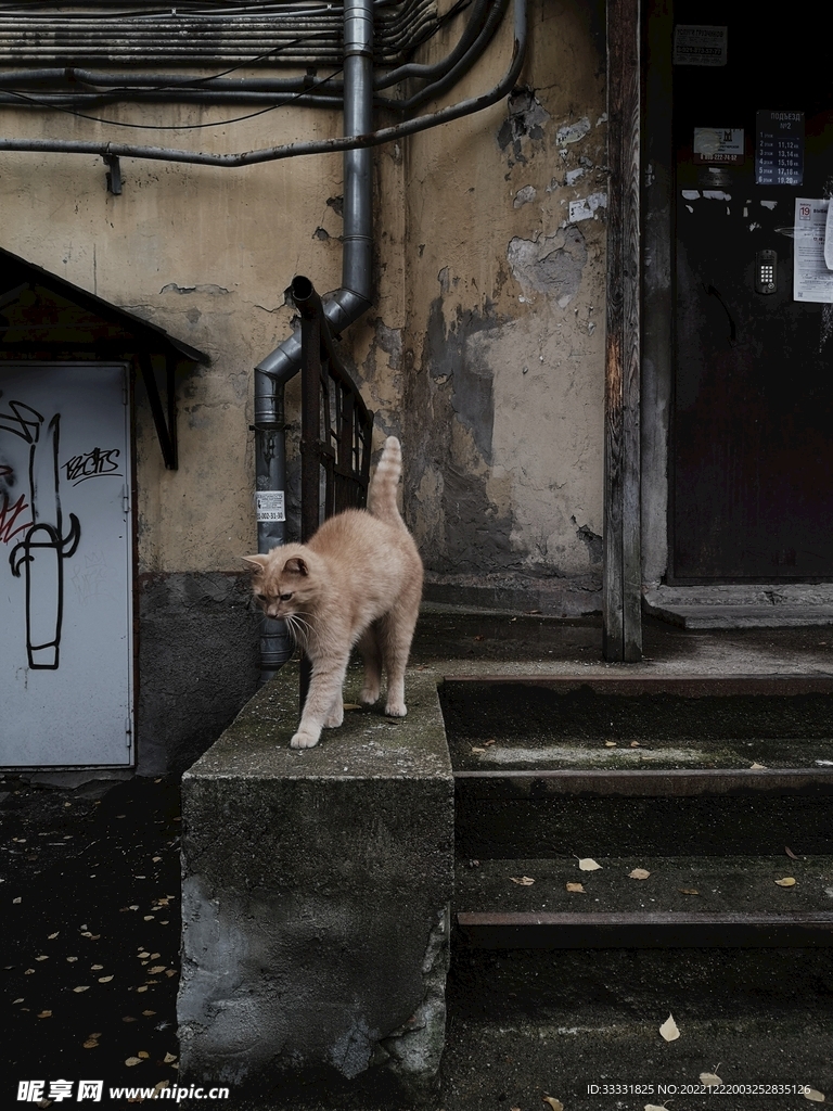猫