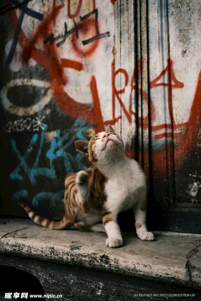 猫