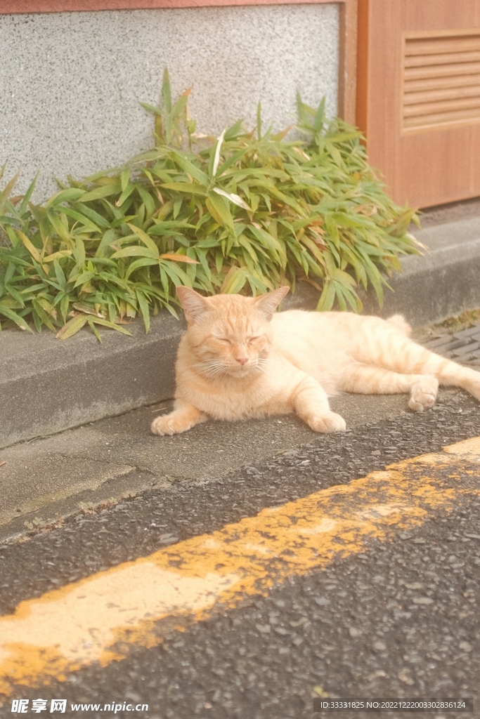 猫