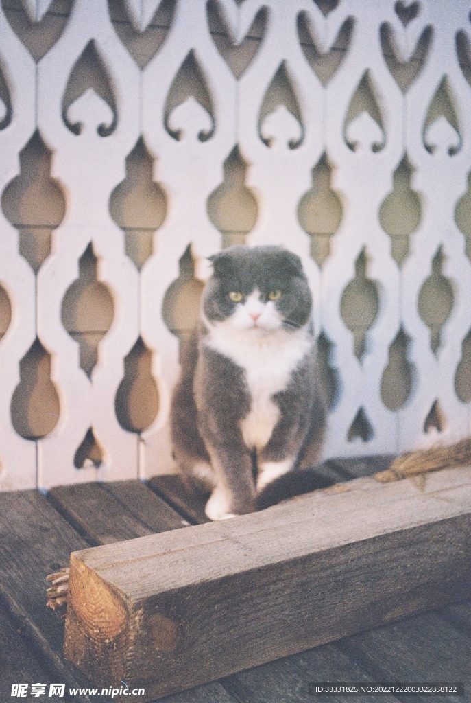 猫