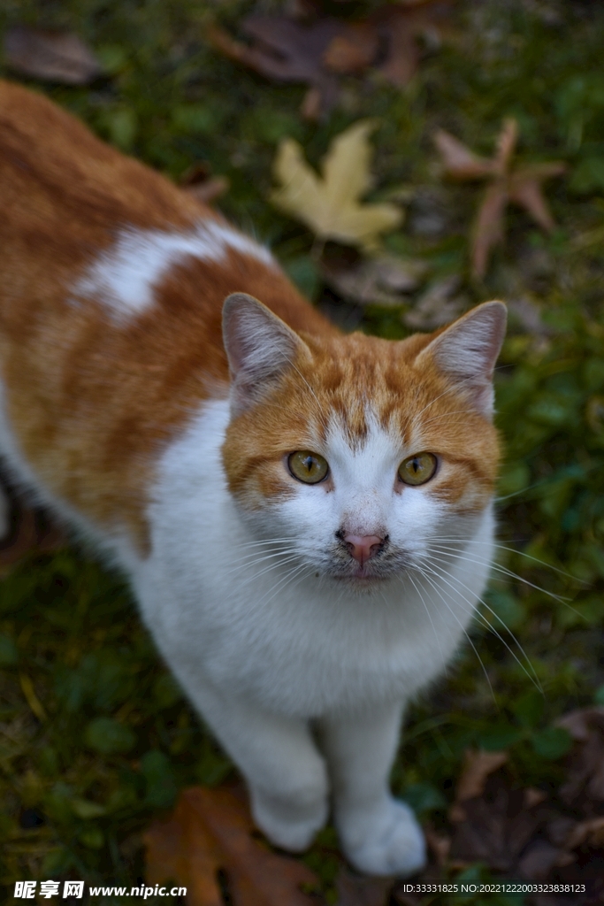 猫