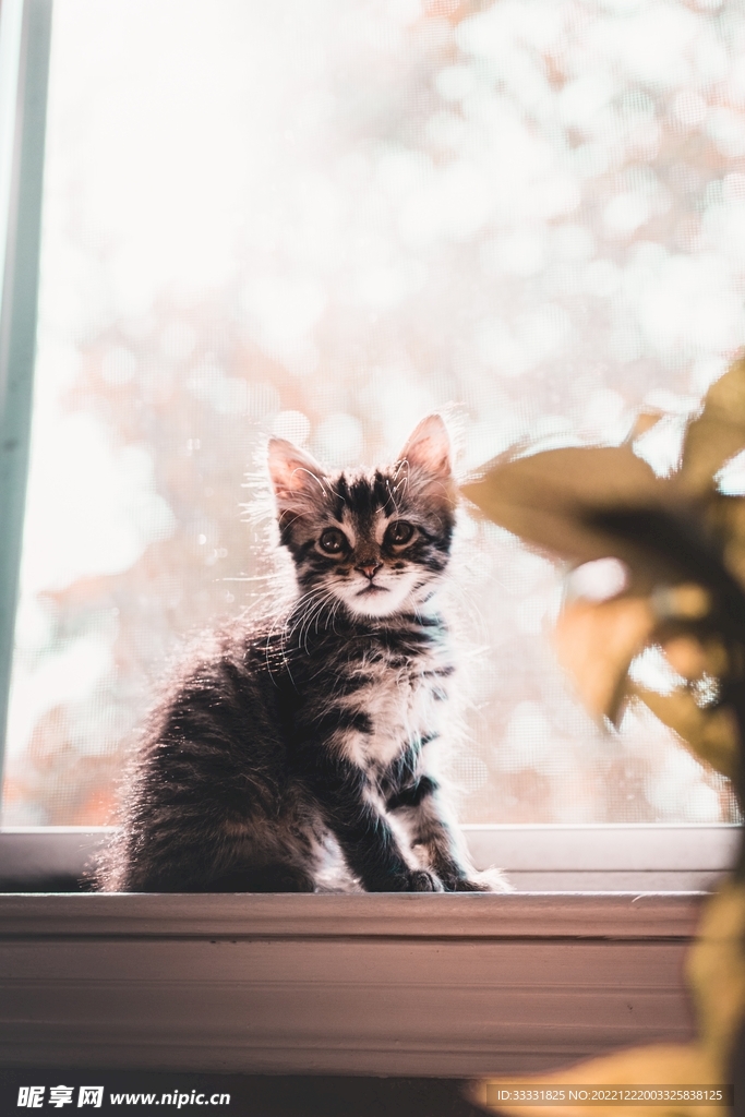 猫