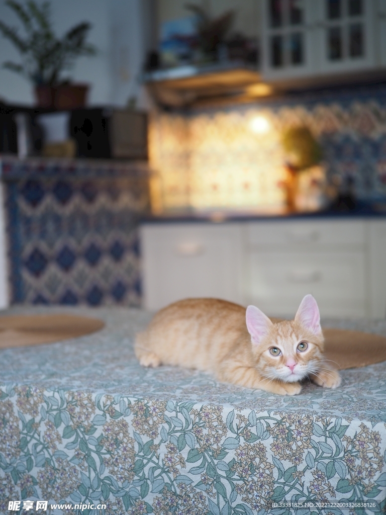 猫