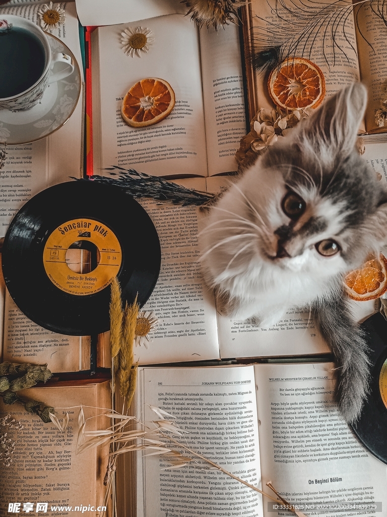 猫