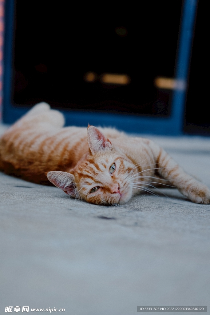 猫