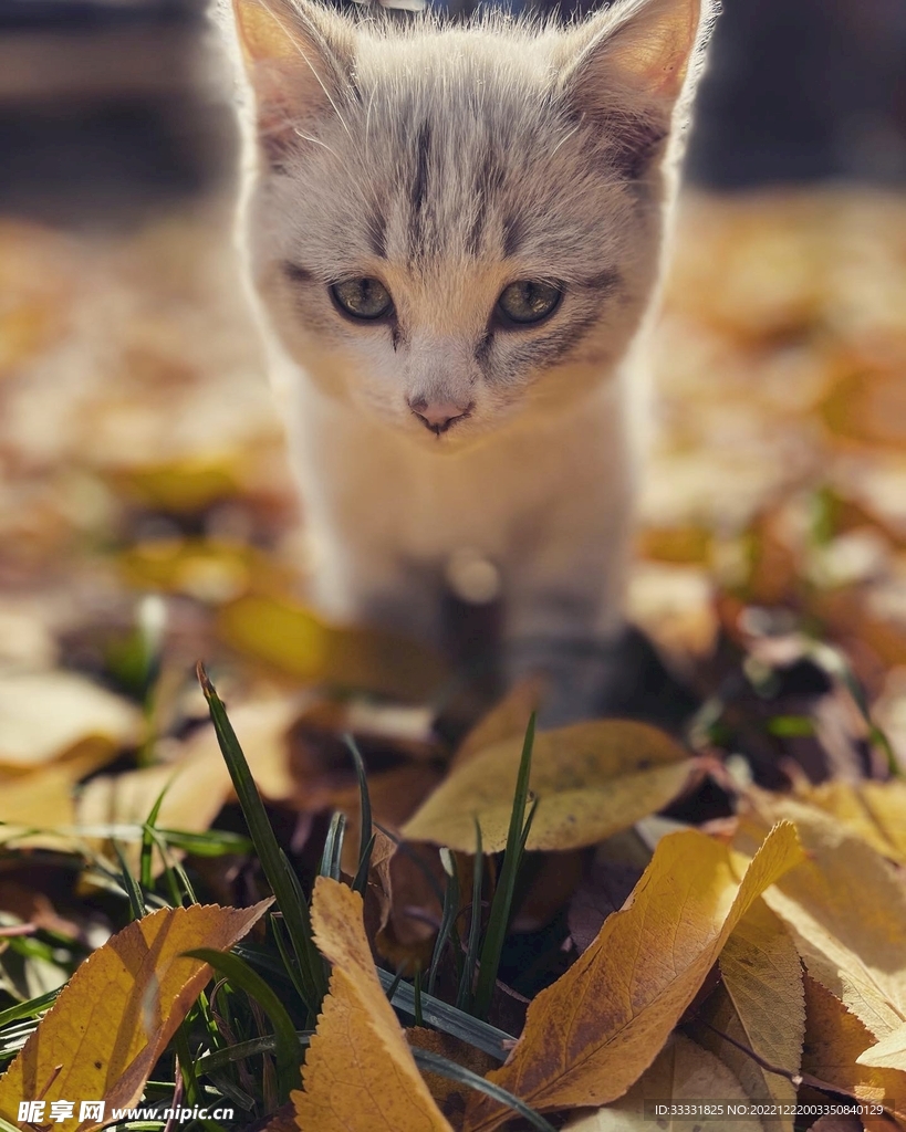 猫