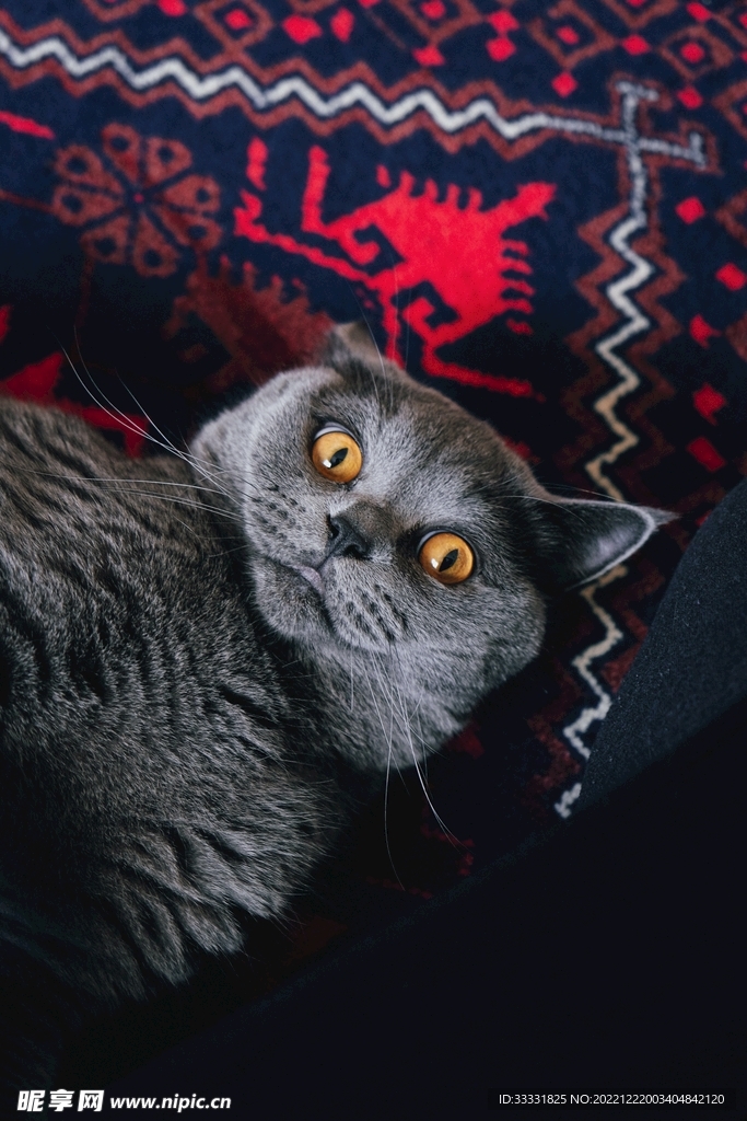 猫