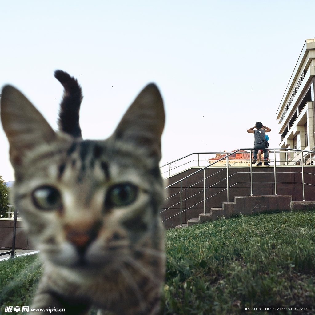猫