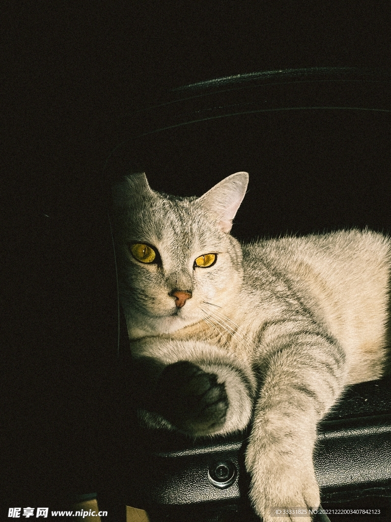 猫