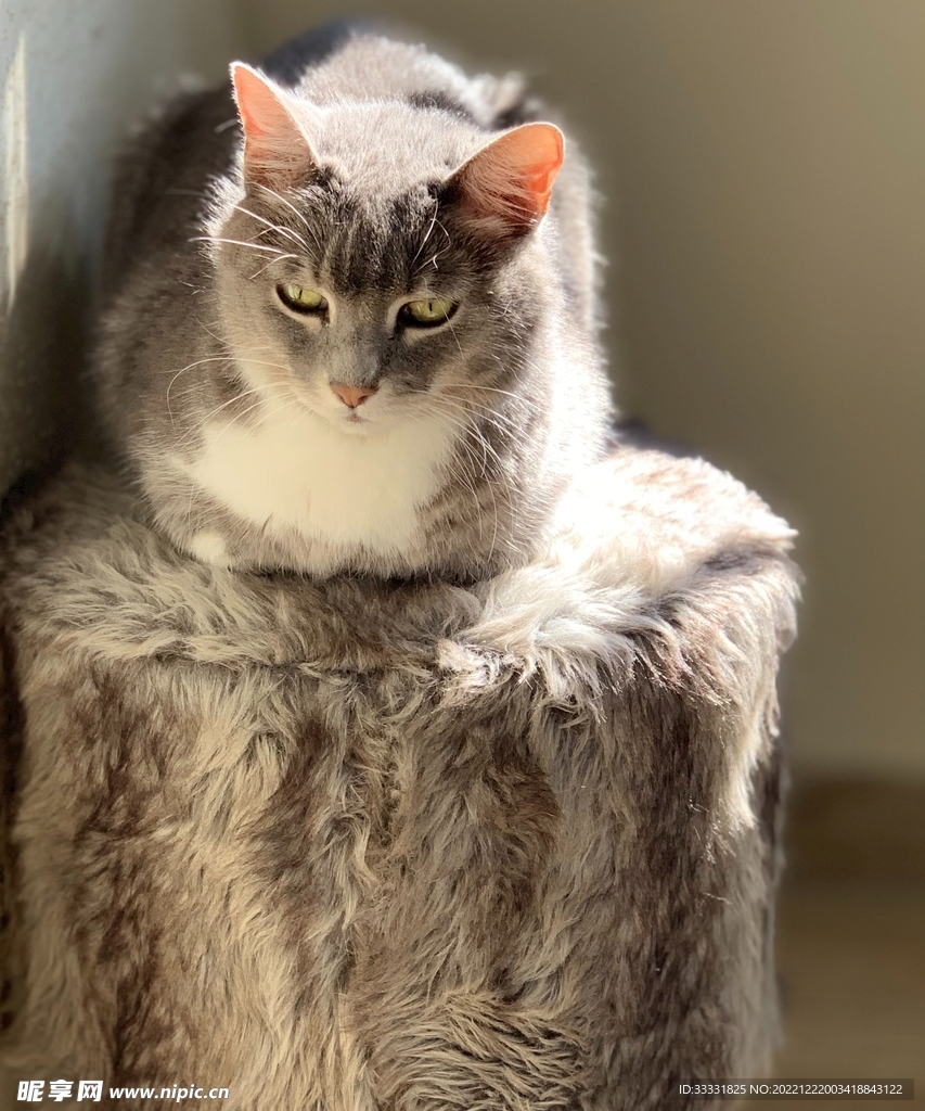 猫