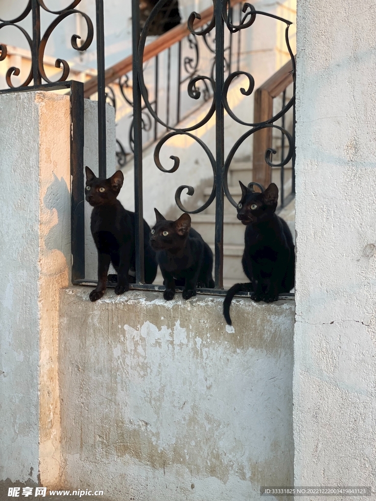 猫