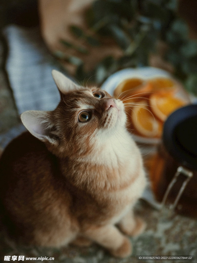 猫