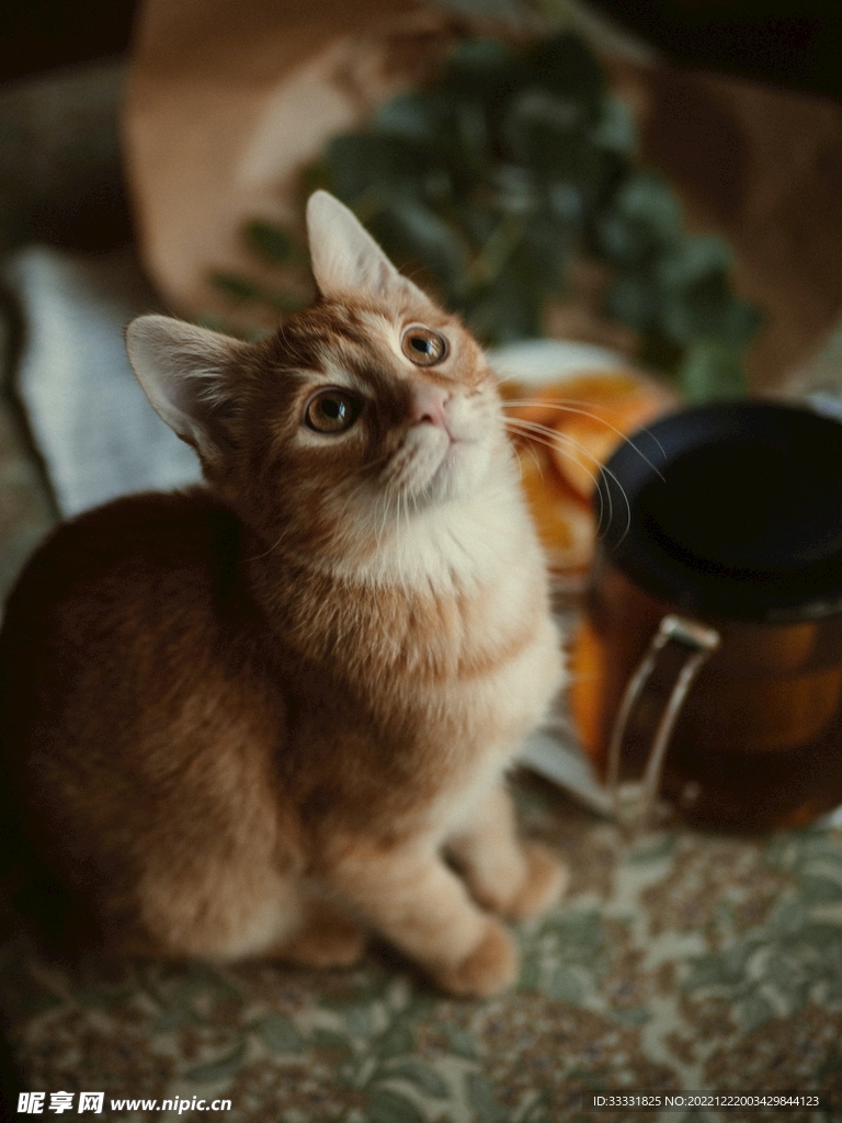 猫