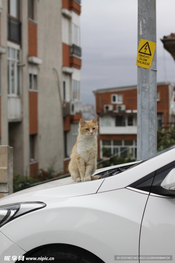 猫